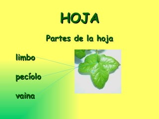 HOJA Partes de la hoja limbo pecíolo vaina