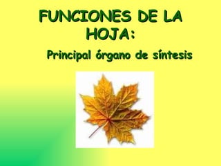 FUNCIONES DE LA HOJA: Principal órgano de síntesis