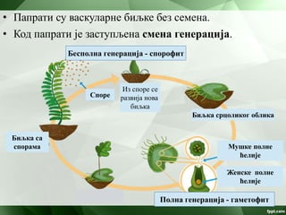 • Папрати су васкуларне биљке без семена.
• Код папрати је заступљена смена генерација.
Споре
Из споре се
развија нова
биљка
Биљка срцоликог облика
Мушке полне
ћелије
Женске полне
ћелије
Полна генерација - гаметофит
Бесполна генерација - спорофит
Биљка са
спорама
 