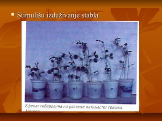 

Stimulišu izduživanje stabla

 