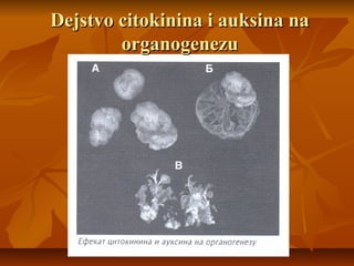 Dejstvo citokinina i auksina na
organogenezu

 