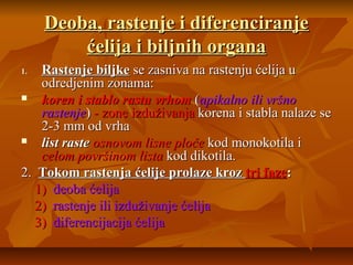 Deoba, rastenje i diferenciranje
ćelija i biljnih organa
Rastenje biljke se zasniva na rastenju ćelija u
odredjenim zonama:

koren i stablo rastu vrhom (apikalno ili vršno
rastenje) - zone izduživanja korena i stabla nalaze se
2-3 mm od vrha

list raste osnovom lisne ploče kod monokotila i
celom površinom lista kod dikotila.
2. Tokom rastenja ćelije prolaze kroz tri faze:
1) deoba ćelija
2) rastenje ili izduživanje ćelija
3) diferencijacija ćelija
1.

 