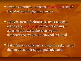 

Fiziološki aktivni fitohrom započinje reakcije
koje dovode do klijanja semena



Aktivna forma fitohroma se uvek nalazi u
odredjenoj proporciji prema neaktivnoj u
zavisnosti od zastupljenosti svetlo- i
tamnocrvene svetlosti u dnevnoj svetlosti



Tako biljke “razlikuju” svetlost i mrak, “mere”
dužinu dana i odredjuju godišnje doba

 