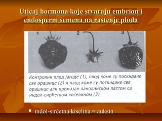 Uticaj hormona koje stvaraju embrion i
endosperm semena na rastenje ploda



indol-sirćetna kiselina = auksin

 