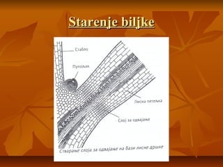Starenje biljke

 