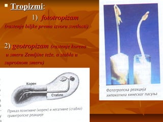 

Tropizmi:
1) fototropizam

(rastenje biljke prema izvoru svetlosti)

2) geotropizam (rastenje korena
u smeru Zemljine teže, a stabla u
suprotnom smeru)

 
