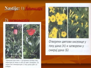 Nastije: 1) fotonastije
2) termonastije

 