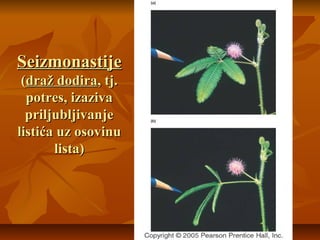 Seizmonastije
(draž dodira, tj.
potres, izaziva
priljubljivanje
listića uz osovinu
lista)

 