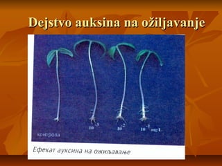 Dejstvo auksina na ožiljavanje

 