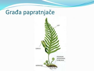 Razvoj biljaka | PPTX