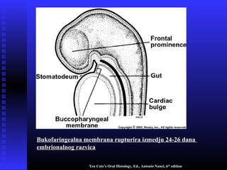 Ten Cate’s Oral Histology, Ed., Antonio Nanci, 6th
edition
Bukofaringealna membrana rupturira izmedju 24-26 dana
embrionalnog razvica
 