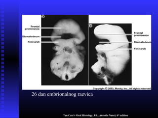 26 dan embrionalnog razvica
Ten Cate’s Oral Histology, Ed., Antonio Nanci, 6th
edition
 