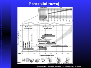 Prenatalni razvoj
Figure from Ten Cate’s Oral Histology, Ed., Antonio Nanci, 6th
edition
 