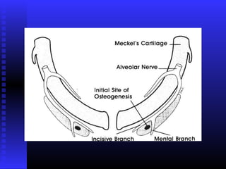 Razvoj lica i vilica