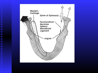 Razvoj lica i vilica