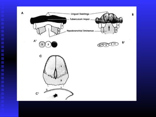 Razvoj lica i vilica