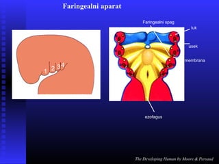 The Developing Human by Moore & Persaud
Faringealni spag
luk
membrana
ezofagus
Faringealni aparat
1 2 34
usek
 