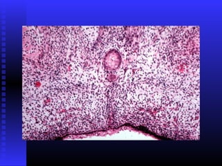 Razvoj lica i vilica