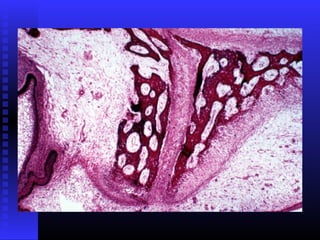 Razvoj lica i vilica