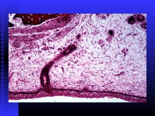 Razvoj lica i vilica