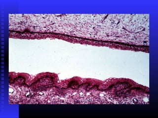 Razvoj lica i vilica