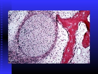 Razvoj lica i vilica