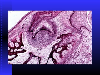 Razvoj lica i vilica