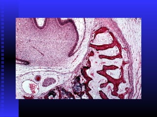 Razvoj lica i vilica