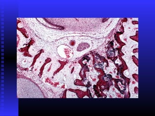 Razvoj lica i vilica