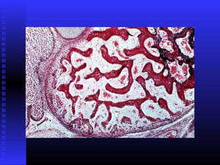 Razvoj lica i vilica