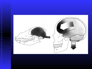 Razvoj lica i vilica