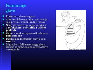 Formiranje
glave
 Rostralno od uvrata glaveRostralno od uvrata glave
 Anteriorni deo neuralne cevi razvijaAnteriorni deo neuralne cevi razvija
se u prednji, sredni I zadnji mozakse u prednji, sredni I zadnji mozak
 Neuroektoderm ove regije razvija seNeuroektoderm ove regije razvija se
uu olfaktivne, orbitalne I otičkeolfaktivne, orbitalne I otičke
plakodeplakode
 Zadnji mozak razvija se u 8 nabora =Zadnji mozak razvija se u 8 nabora =
rombomererombomere
 Paraksijalni mezoderm razvija se uParaksijalni mezoderm razvija se u
somitesomite
 Migracijom ćelija nervnog grebenaMigracijom ćelija nervnog grebena
raz vija se embrionalno vezivno tkivoraz vija se embrionalno vezivno tkivo
– mezenhim– mezenhim
 