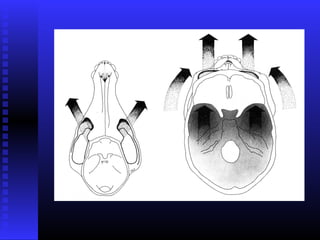 Razvoj lica i vilica