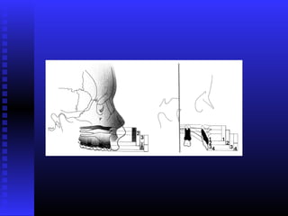 Razvoj lica i vilica