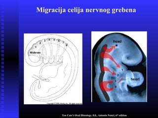 Migracija celija nervnog grebena
Ten Cate’s Oral Histology, Ed., Antonio Nanci, 6th
edition
 
