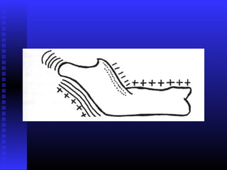 Razvoj lica i vilica