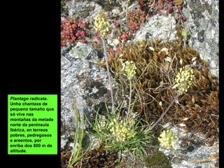 SERRA DO LABOREIRO
Forma un arco con orientación NO-S ao longo da fronteira entre Galiza e Portugal;
desde o val do río Barxas ou Troncoso (onde cae cara ao Miño), ata os vales dos
río Castro Laboreiro e Agro (Limia). De morfoloxía suave, formada por granitos de
dúas micas na zona central, granodioritas no occidental e xistos no oriental.
Os cumes máis altos son o Gestosa (1.344 m), en Portugal e o Codesal -marco 34-
(1.334 m), na fronteira.
Nos cumes do Laboreiro fórmase unha ampla penichaira duns 1.200 m de altitude
 