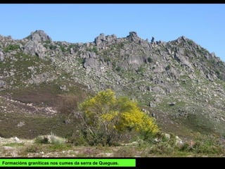 Plantago radicata.
Unha chantaxe de
pequeno tamaño que
só vive nas
montañas da metade
norte da península
Ibérica, en terreos
pobres, pedregosos
e areentos, por
enriba dos 800 m de
altitude.
 