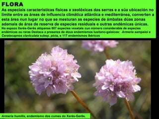 RÍO BARXAS
Un afluente do Miño que nace na serra do Laboreiro e ao longo de case todo o seu percorrido fai
fronteira entre Ourense (Padrenda) e Portugal.
Río Barxas en Ponte Barxas
 