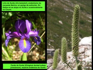 RÍO MOURO
Nace na serra da Peneda e xúntase co Miño preto de Mato (Monçao) .
Val do Mouro entre a Serra da Peneda
e a Fonte Seca
Río Mouro en Lamas de Mouro
 