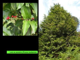 AS AUGAS TERMAIS
Xorden en distintos puntos do espazo aproveitando as liñas de fallas: ás beiras
do Limia (Bande), Caldo (Riocaldo) e Gerès (Caldas de Gerés).
Surxencia na canle do río Caldo.
As augas saen a unha temperatura
entre 55 e 67ºC, son bicarbonatadas,
sódicas e fluoradas.
 