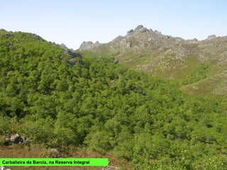 FLORA
As especiais características físicas e xeolóxicas das serras e a súa ubicación no
límite entre as áreas de influencia climática atlántica e mediterránea, converten a
esta área nun lugar no que se mesturan as especies de ámbalas dúas zonas
ademais de área de reserva de especies residuais e outras endémicas únicas.
No espazo Xerés-Gerês atópanse 807 especies vexetais cun número considerable de especies
endémicas ou raras Destaca a presenza de dous endemismos lusitano-galaicos: Armeria sampaioi e
Ceratocapnos claviculata subsp. picta, e 117 endemismos ibéricos
Armeria humilis, endemismo dos cumes do Xerés-Gerês.
 