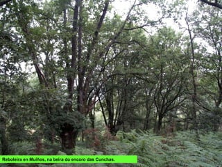 Lirio do Xurés (Iris boissieri), endemismo do
noroeste Ibérico, en perigo de extinción. En
Galiza só se atopa no Xurés e ocasionalmente
no Courel.
Cardo do Xurés (Eringium duriaei subsp.
juresianum), especie endémica do Xurés.
 