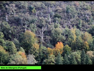 AS ÁRBORES
Nalguhas zonas atópanse pequenas
masas boscosas de calidade:
Carballeira da Barxa (Muíños), unha
das poucas carballeiras naturais da
serra do Xurés; Mata de Alberguería,
Parque Nacional Peneda-Gerês con
carballos centenarios, faias, teixos e
acivros; Fraga de Brazalite, Mata do
río Mau, Mata do Beredo, Mata do
Cabril, Mata do Mezio, Mata do
Ramiscal, mata de Fieiras.
Destaca a presenza de Loro ou
acereiro (Prunus lusitanica), recordo
da flora de épocas pasadas (única
localización en Galiza).
Faias na mata da Albergaría
 