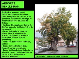 Loro ou acereiro (Prunus lusitanica).
 