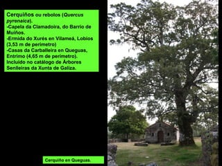 Carballeira da Barcia, na Reserva Integral
 