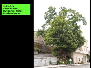 Reboleira en Muíños, na beira do encoro das Cunchas.
 