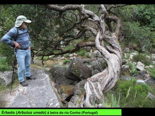 Carballos da Praza de San Roque en Bande.
ÁRBORES
SENLLEIRAS
Carballos (Quercus robur):
-Praza de San Roque en Bande.
Dous exemplares de 5,5 e 6,5 m de
perímetro. Incluídos no catálogo de
Árbores Senlleiras da Xunta de Galiza.
-Monte da Clamadoira, no Barrío de
Muíños (concello de Muíños) (5 m de
perímetro).
-Calvos de Randín, a carón da
Igrexa, (5,70 m de perímetro)
-Capela de San Antón, Randín (o
máis groso mide 5,70 m de
perímetro)
-San Pedro de Ludeiros, en Manín,
Lobios.
-Capela de San Bieito de Grou
(Lobios), varios exemplares.
-Capela da Nosa Señora do Xurés en
Vilameá, Lobios (varios exemplares
de ata 5,57 m de perímetro).
-Mata da Albergaría.
 