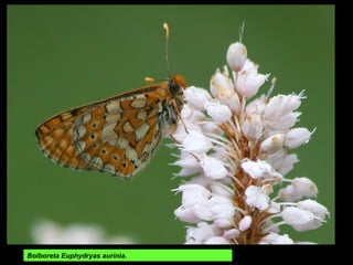Castiñeiro
(Castanea sativa)
-Mugueimes, Muíños
(8 m de perímetro)
 