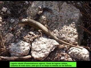 Sobreiras (Quercus suber)
-Bubán, en Ludeiros, Lobios (varios exemplares, a máis grosa mide 5.60 m de
perímetro).
 